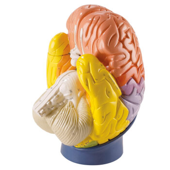 Erler-Zimmer Modell der Gehirnregionen 4 teilig 2 fache...