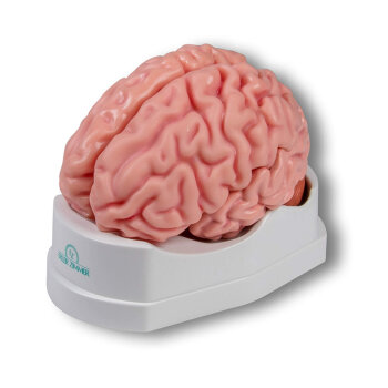 Erler-Zimmer Anatomisches Gehirnmodell lebensgroß...
