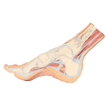 Erler-Zimmer Fuß – Parasagittaler Querschnitt