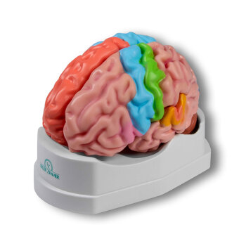 Erler-Zimmer Gehirnmodell funktionell/regional,...