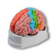 Erler-Zimmer Gehirnmodell funktionell/regional, lebensgroß, 5-teilig - EZ Augmented Anatomy