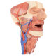 Erler-Zimmer Kopf und Organsäule des Halses