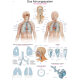Erler-Zimmer Lehrtafel "Das Atmungssystem"