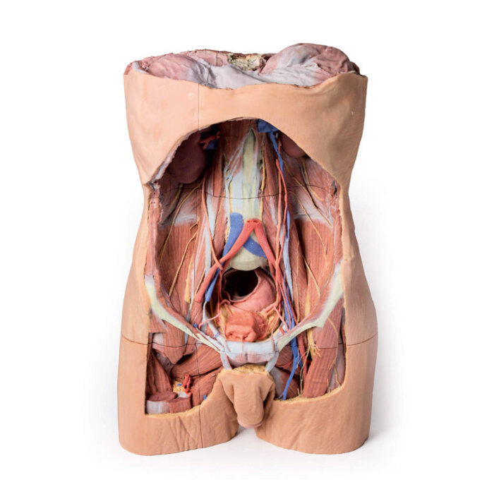 Anatomie Series 1.0